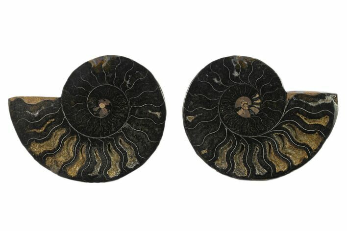 Cut/Polished Ammonite Fossil - Unusual Black Color #132566